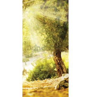 Fototapeta samolepiace: Slunce mezi stromy - 100x211 cm