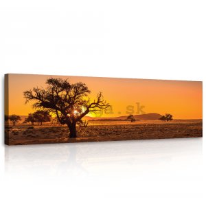 Obraz na plátne: Savana (Acacia erioloba) - 145x45 cm