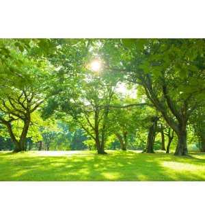 Fototapeta vliesová: Slnko v parku - 254x184 cm