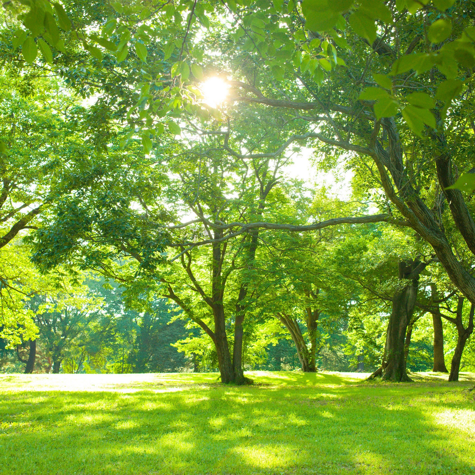 Fototapeta vliesová: Slnko v parku - 416x254 cm