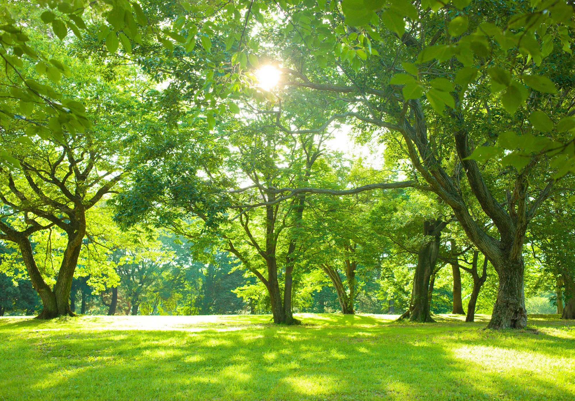 Fototapeta vliesová: Slnko v parku - 416x254 cm