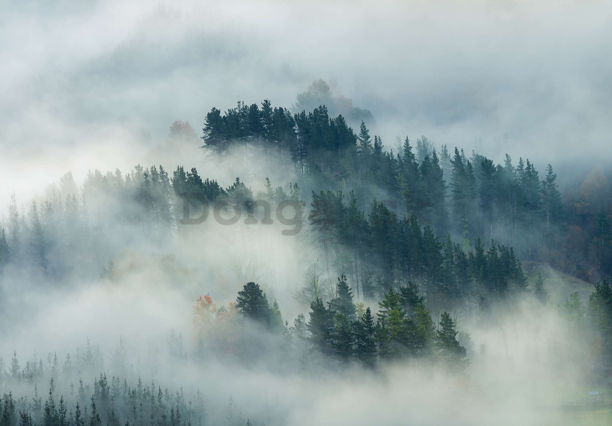 Fototapeta vliesová: Hmla nad lesom (4) - 254x184 cm