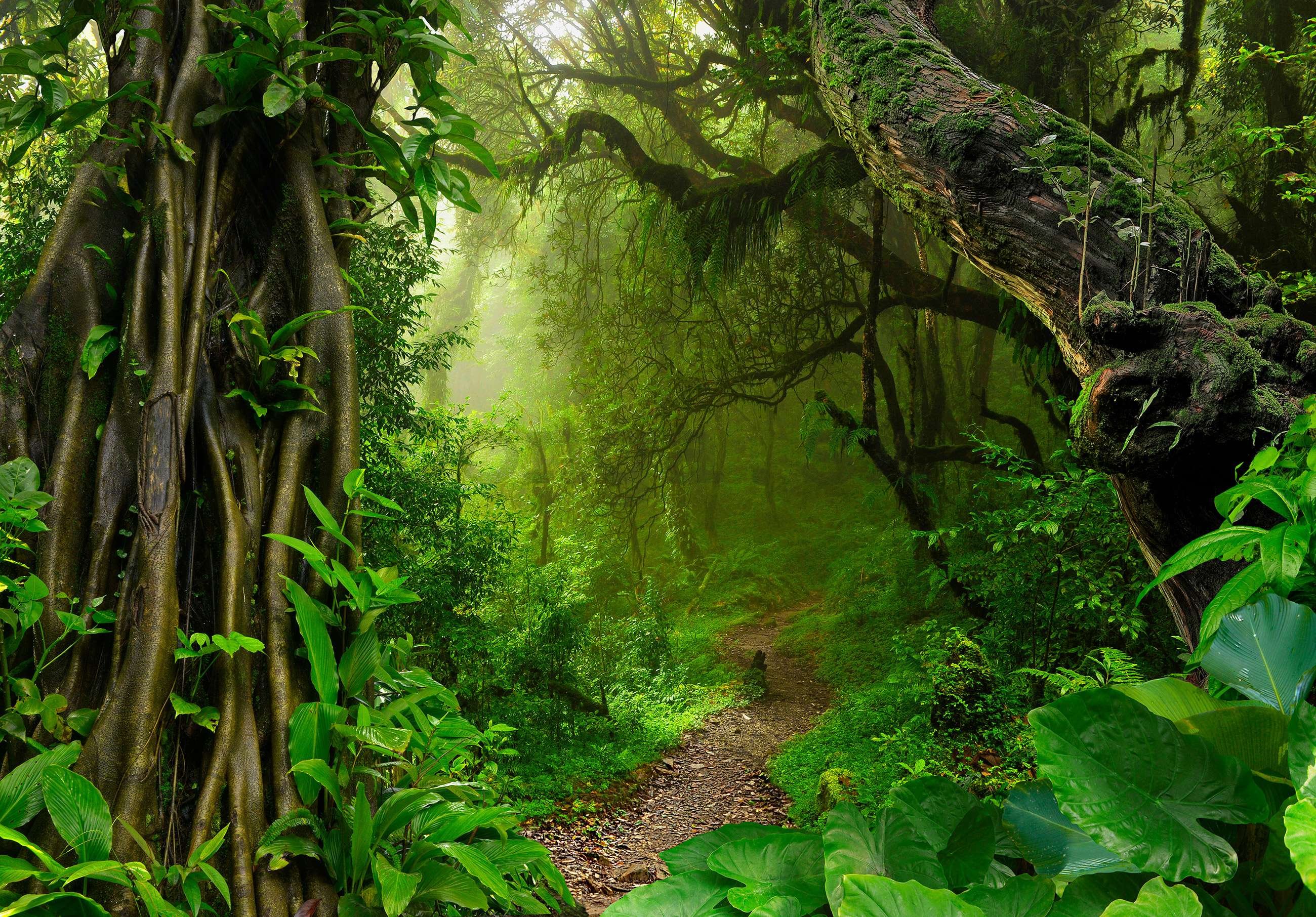 Fototapeta vliesová: Chodník v lese - 254x184 cm