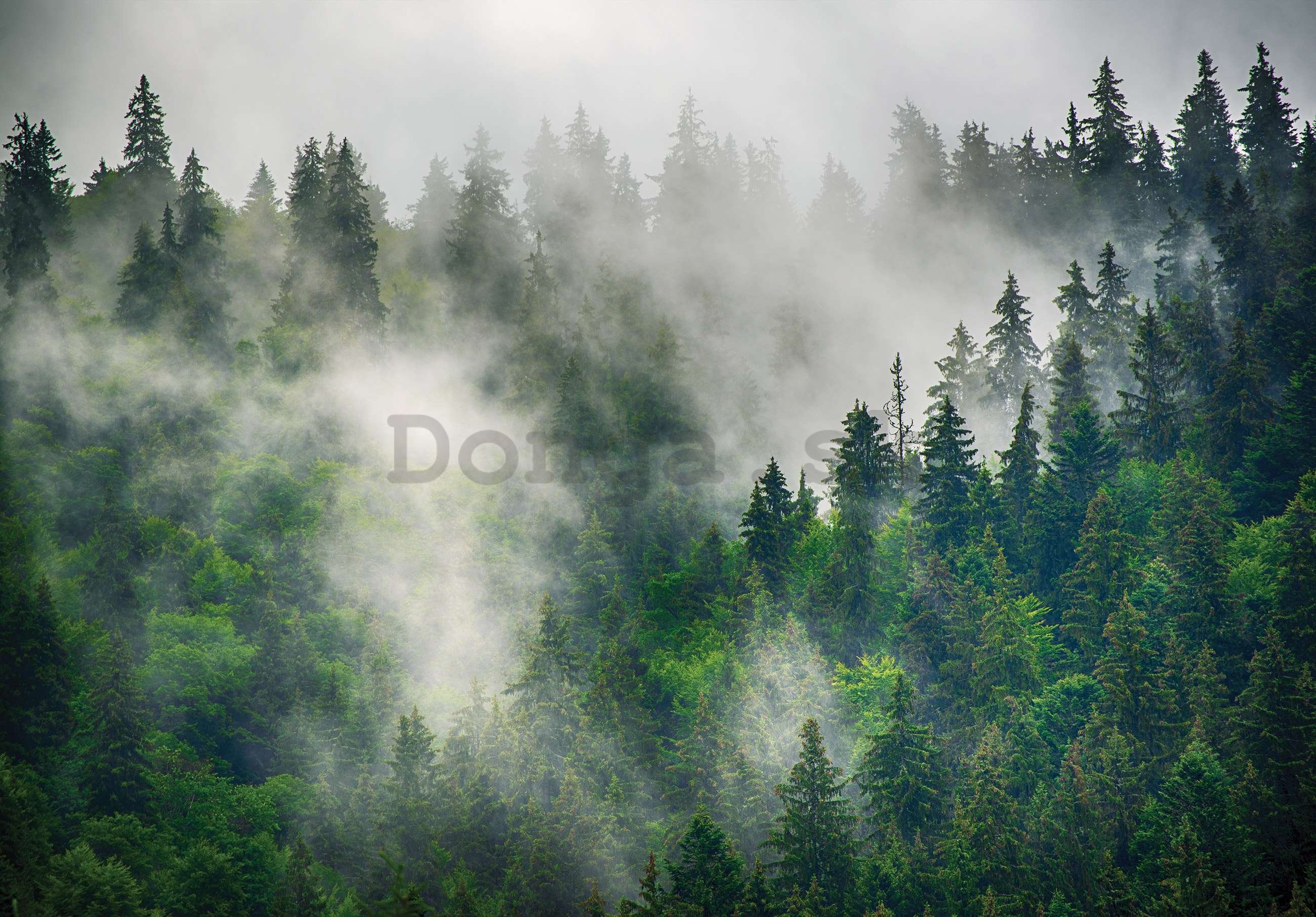 Fototapeta vliesová: Hmla nad lesom (5) - 254x184 cm
