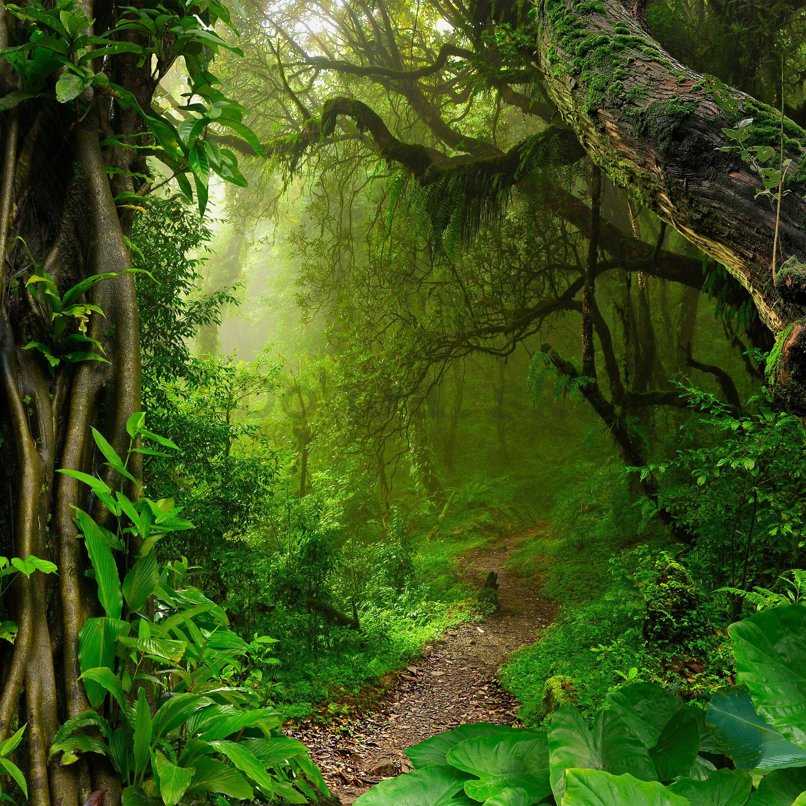 Fototapeta vliesová: Chodník v lese - 368x254 cm