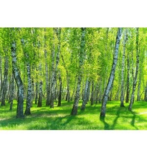 Fototapeta vliesová: Brezový les - 152,5x104 cm