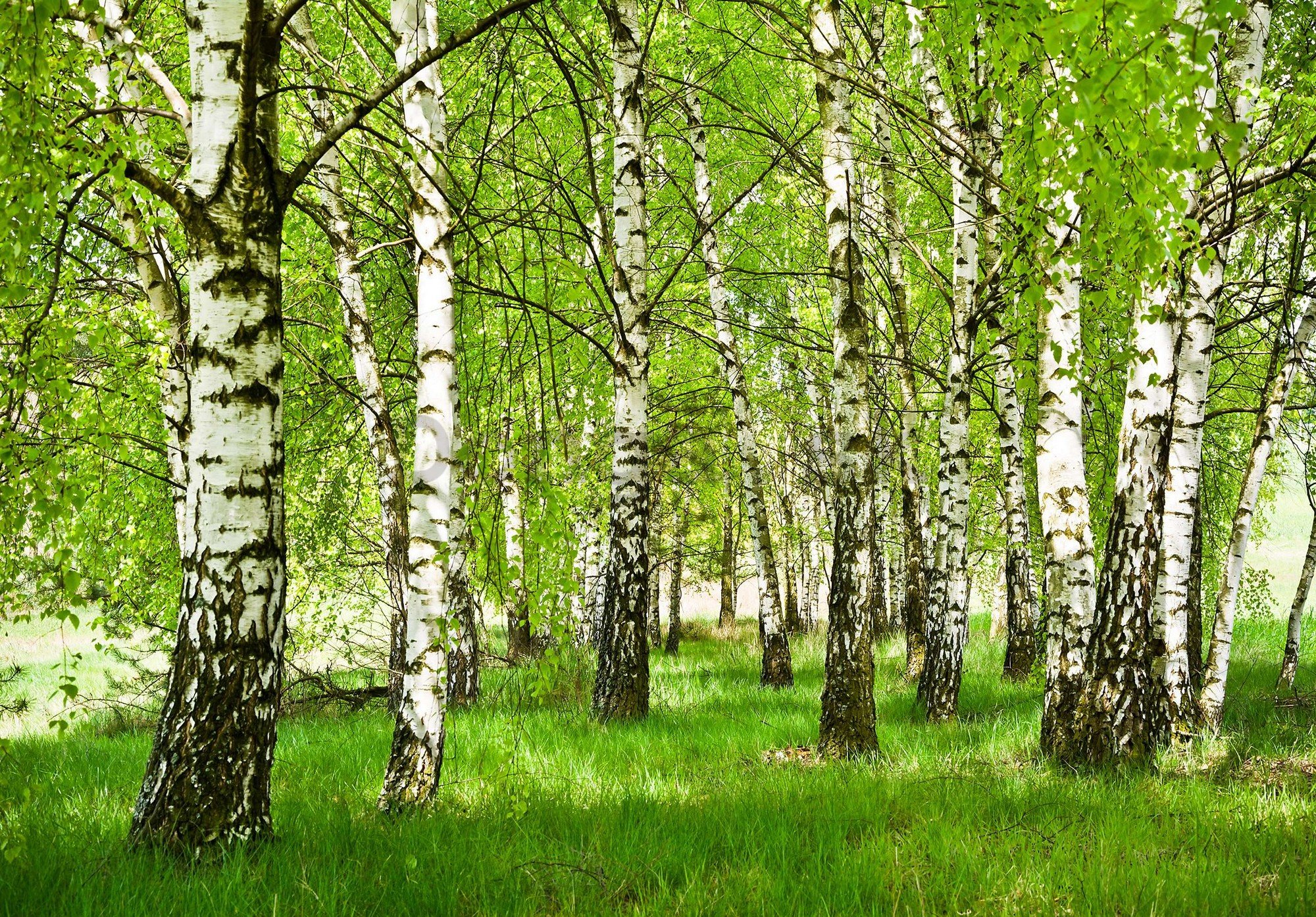 Fototapeta vliesová: Břízový les - 254x184 cm