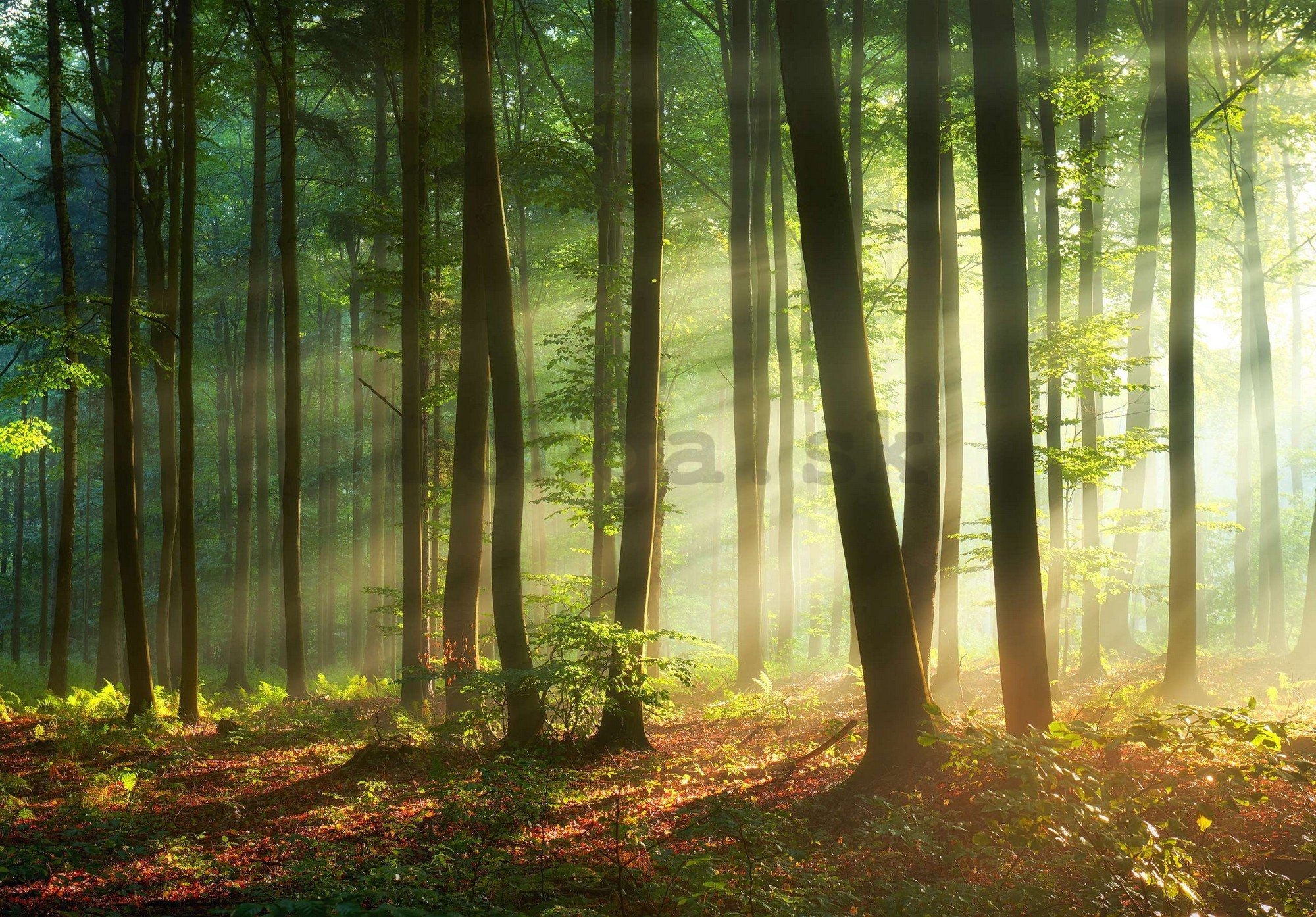 Fototapeta vliesová: Východ slunce v lese - 254x184 cm