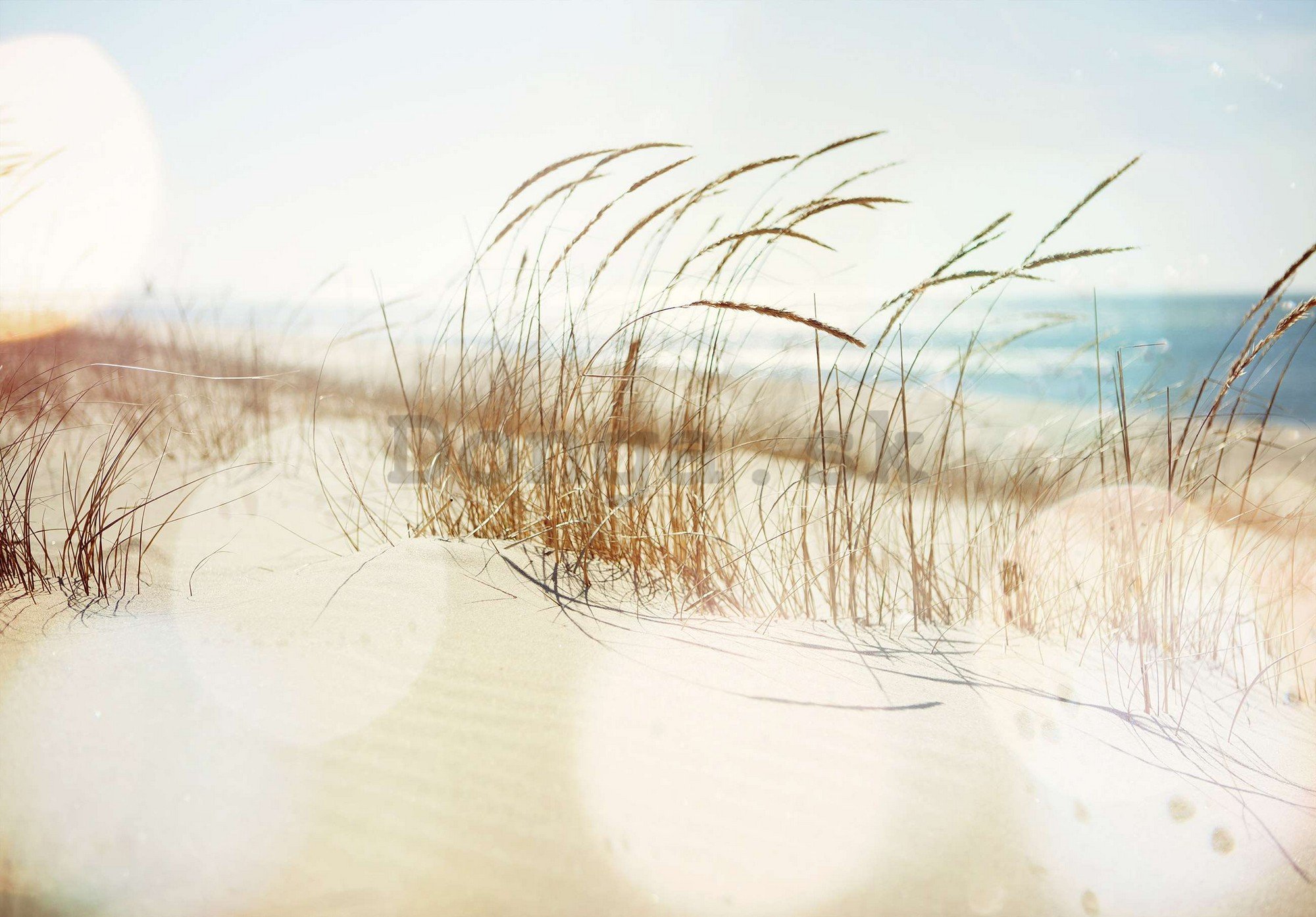 Fototapeta vliesová: Písečná duna - 254x184 cm