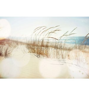 Fototapeta vliesová: Písečná duna - 254x184 cm