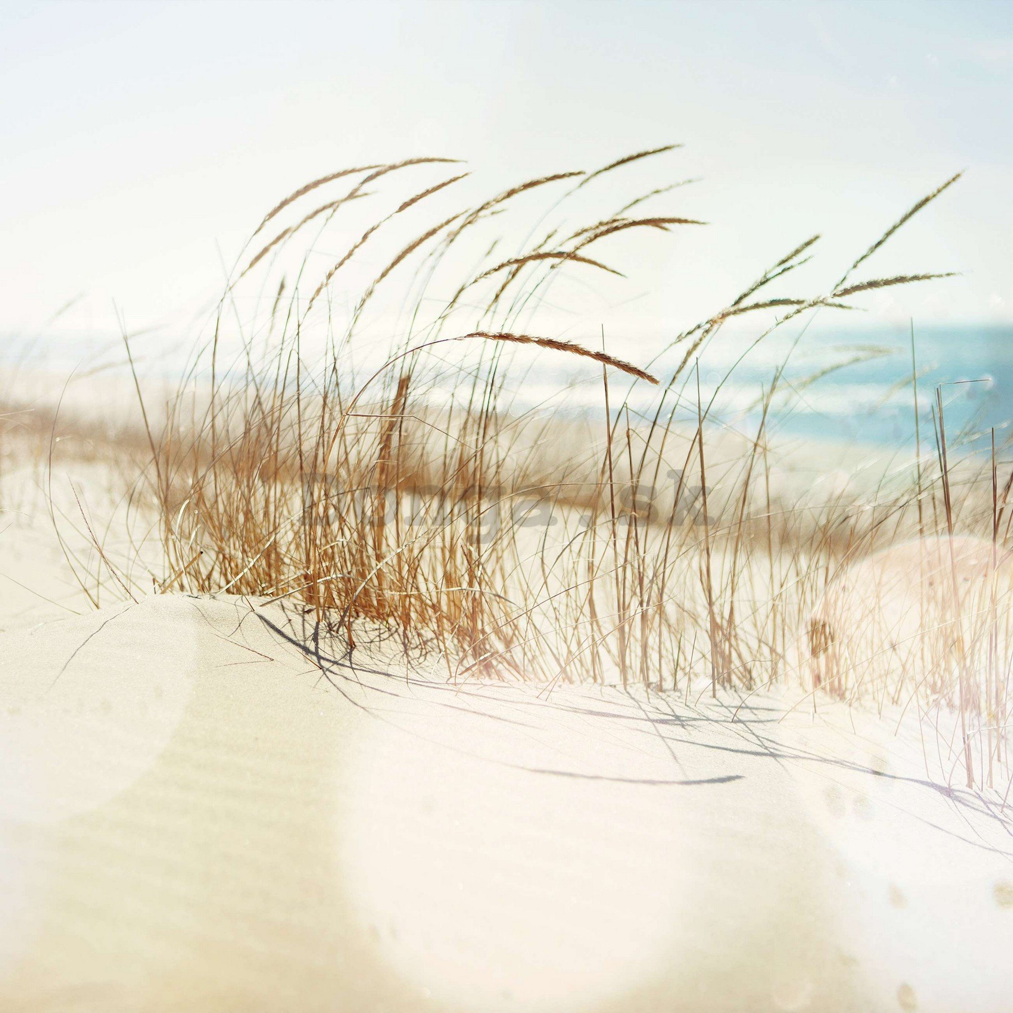 Fototapeta vliesová: Písečná duna - 368x254 cm