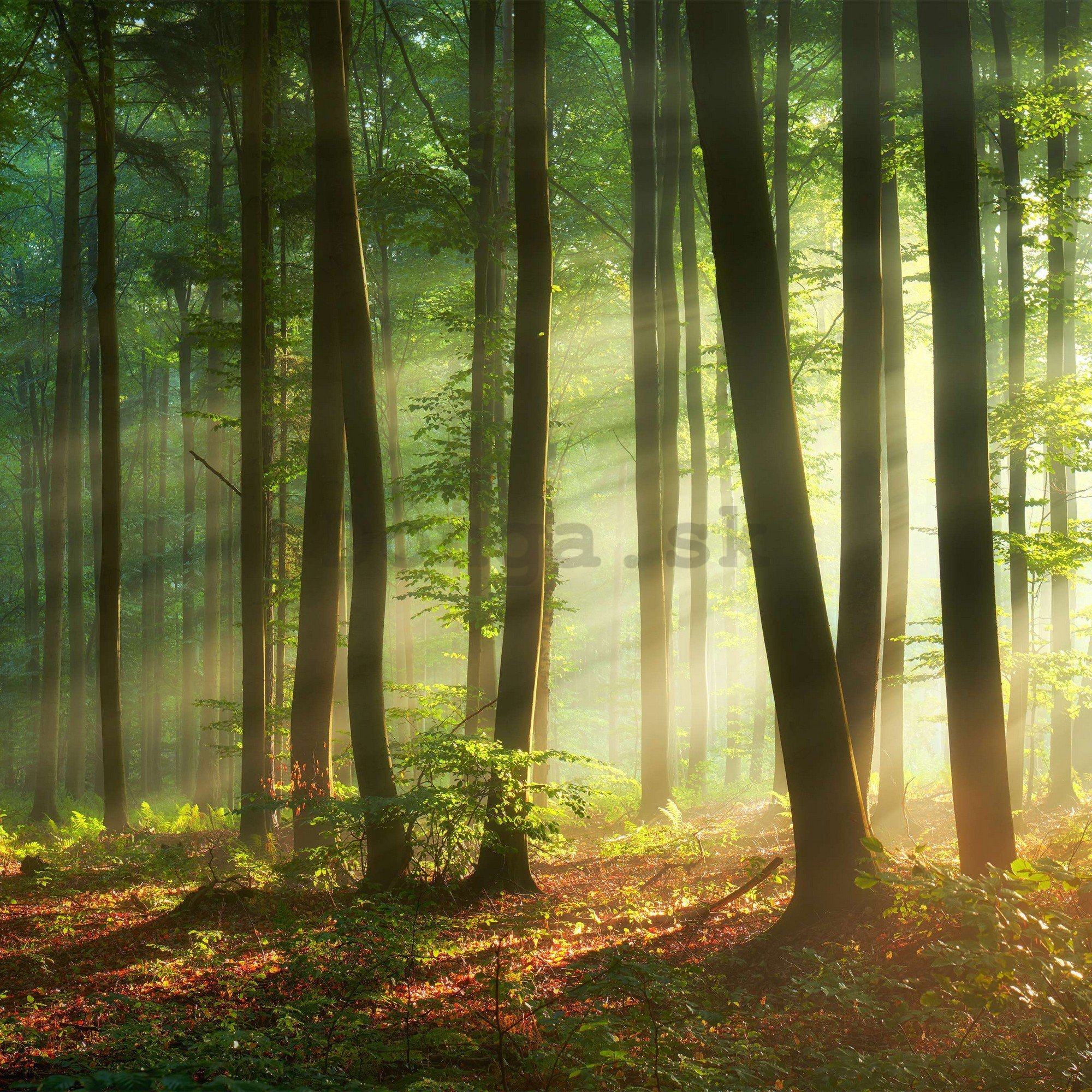 Fototapeta vliesová: Východ slunce v lese - 152,5x104 cm