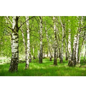 Fototapeta vliesová: Břízový les - 416x254 cm