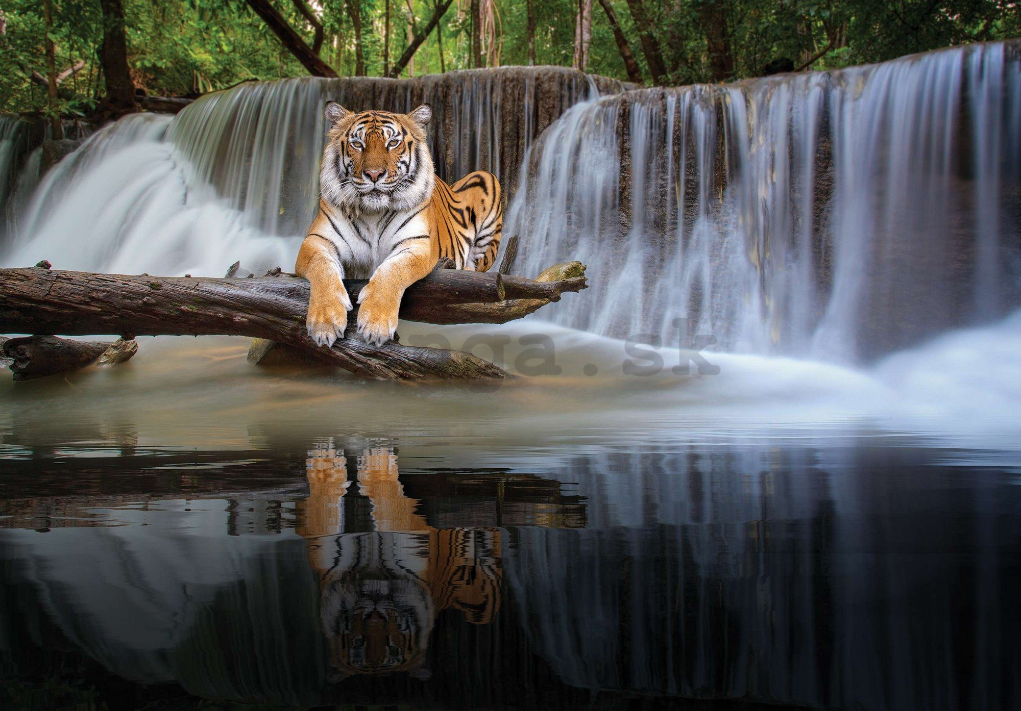 Fototapeta vliesová: Tygr u vodopádu - 416x254 cm