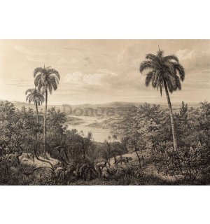Fototapeta vliesová: Řeka Amazonka, litografie - 416x254 cm