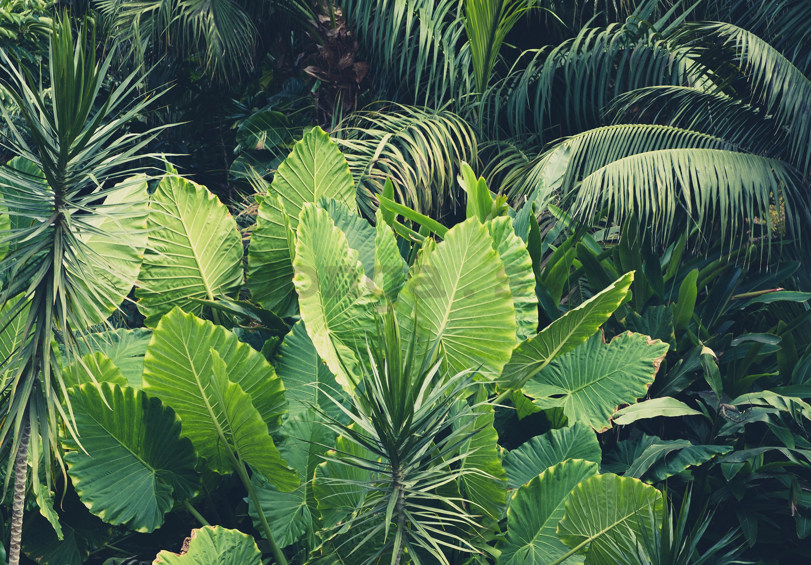 Fototapeta vliesová: Zelená džungľa - 254x368 cm