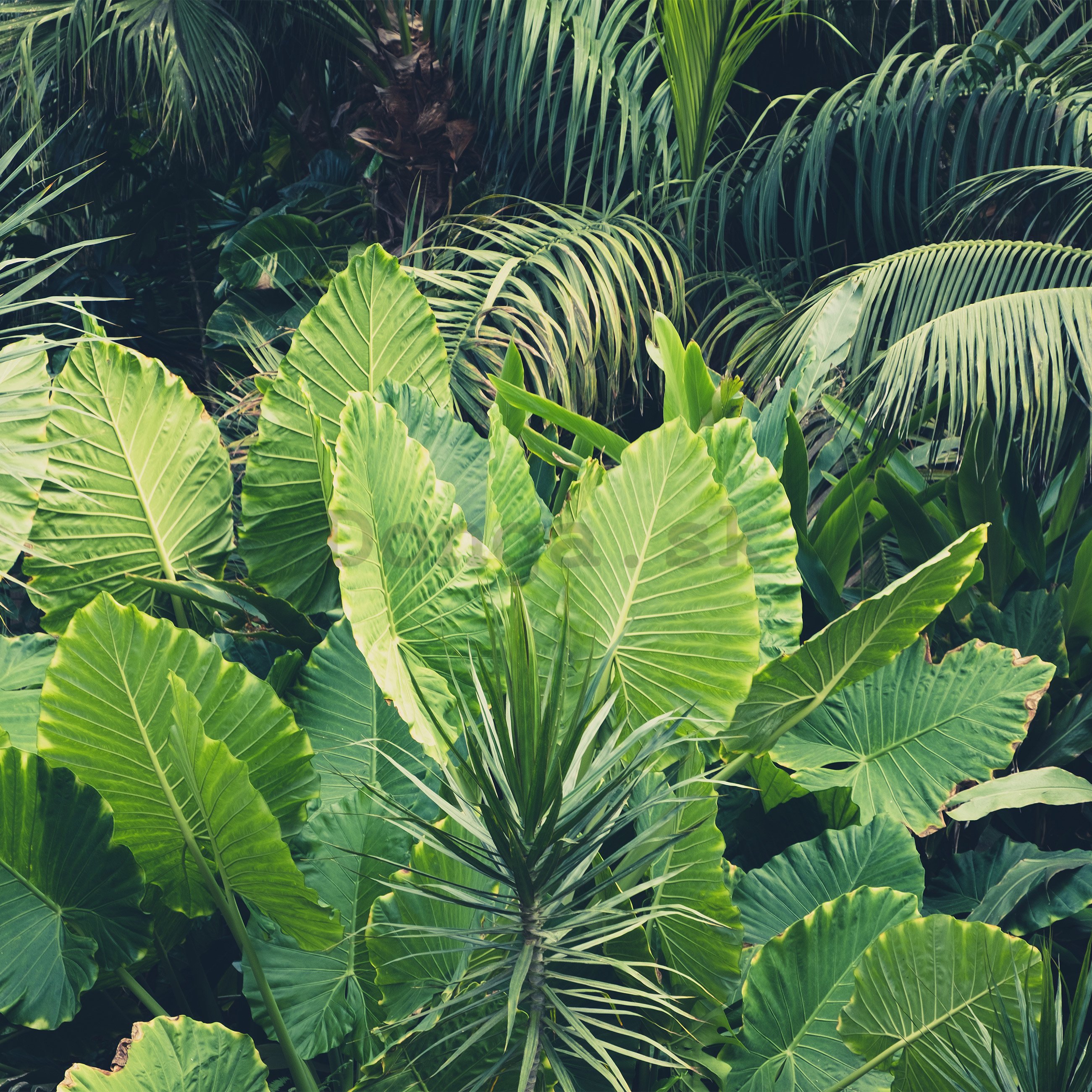 Fototapeta vliesová: Zelená džungľa - 254x368 cm