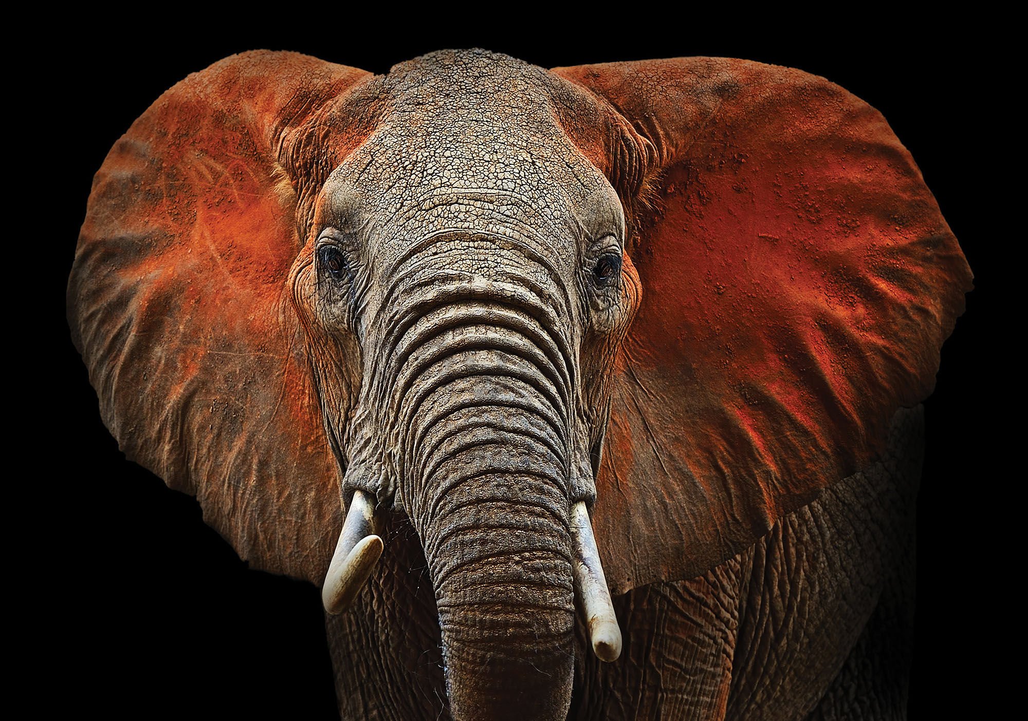 Fototapeta vliesová: Slon (detail) - 254x368 cm