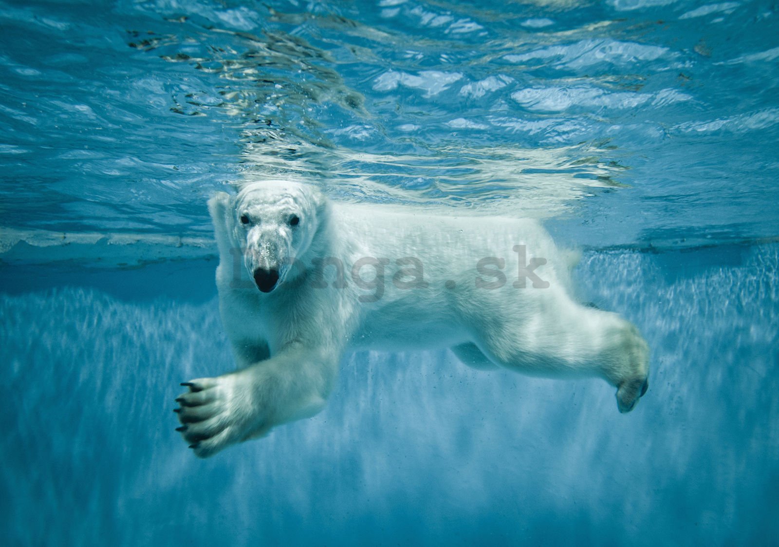 Fototapeta vliesová: Polárny medveď (1) - 416x254 cm