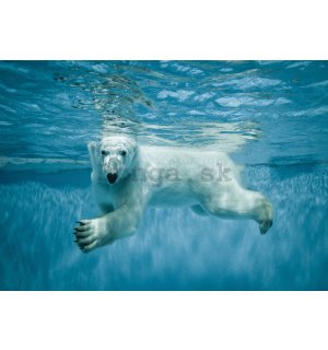 Fototapeta vliesová: Polárny medveď (1) - 416x254 cm