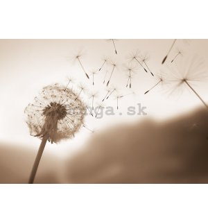Fototapeta vliesová: Nature meadow dandelion sky - 152,5x104 cm