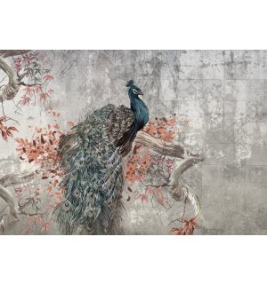 Fototapeta vliesová: Peacock - 152,5x104 cm